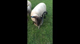 Jackson the cat and his sheep friends Hendricks and Tonique