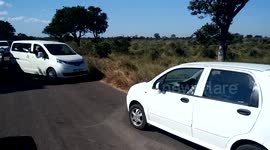 Traffic Stops in Kruger National Park as Leopard Drags Impala Kill Across Road