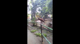 brown bird in Manila Zoo
