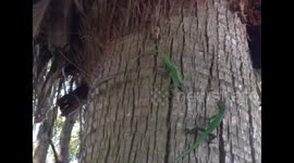 Epic Lizard Battle (music)