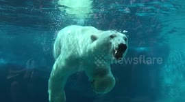 Polar bear feeding in slow motion