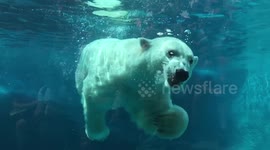 Polar bear feeding in slow motion