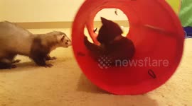Kitten plays with ferret