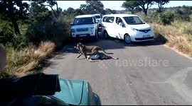Leopard drags dead impala past motorists