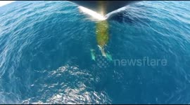 Dolphins swim along in front of ship