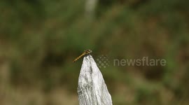 Tame Dragonfly