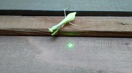 Praying mantis chases laser pointer
