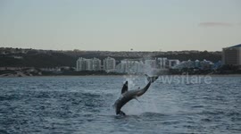 Great white shark bursts through surface with fish