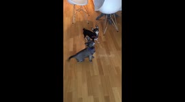 Synchronised Chihuahua Twirling Dog Training