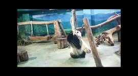 The baby panda Yuan-Zai danced with the gunny sack