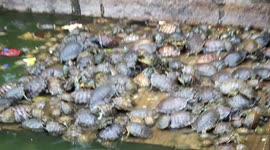Turtles form pyramid for sunbathe