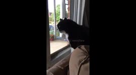Cat Sees New Family Dog for the First Time: Freaks OUT