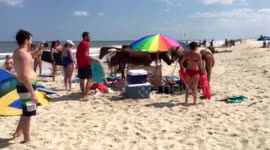 Wild horses invade beach