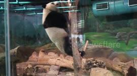 Energetic baby panda Yuan-Zai