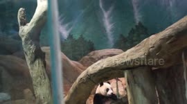 Baby Panda Yuan-Zai is cute