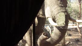 Elephant knocks on window at Kruger National Park