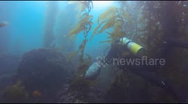 Man goes scuba diving with seal