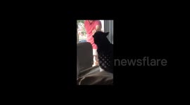 Cat sees new family dog for first time
