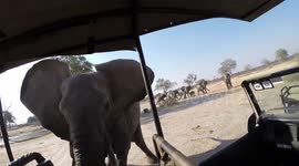 Elephant Attack captured on GoPro