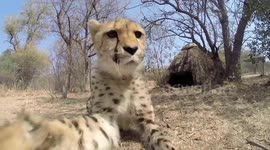 Cheetah Toying with GoPro