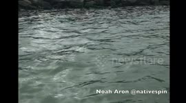 Curious baby dolphin plays with paddle boarder