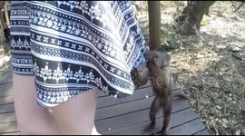 Cheeky monkey looks up woman's skirt