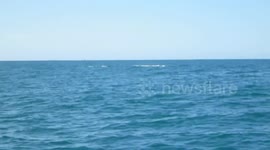 Baleine à bosse du Bassin d' Arcachon