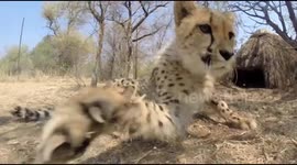 Cheetah swipes at camera