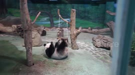 2-year-old panda plays in her enclosure