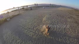 Dog Chases Drone