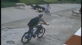 狗撞电动车 车翻人受伤