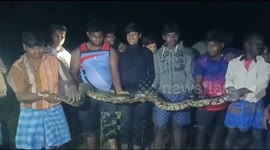 Indian villagers rally to capture 10-foot-long python slithering around farm