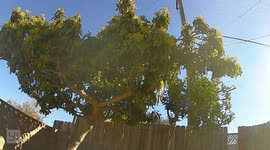 Look this tree  the branches has movement