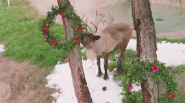 Captive reindeer fascinated by first introduction to snow