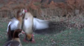 Feathers flew as two geese scrapped in a London park