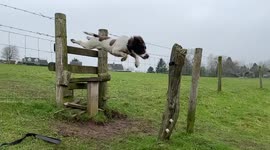 Quick-release collar saves dog from breaking neck