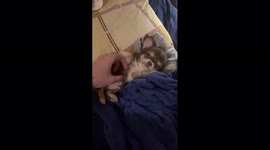 From Puppy to Adult Dog - Part 3