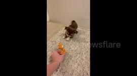 From Puppy to Adult Dog - Part 5