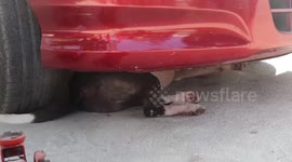 Chubby stray dog stuck under car due to its size rescued in Thailand