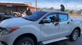 Crazed wild monkeys vandalise cars parked outside Buddhist temple in Thailand