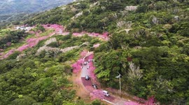Stunning drone footage shows Japan's earliest cherry blossom