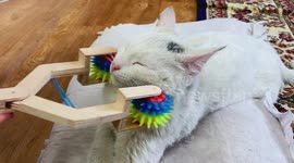 DIY expert shows how to make a neat massager for your cat