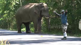 Wild elephant stopped by rangers to allow cars on mountain road
