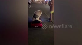 Adorable pet dog 'drives' cool car around park