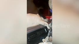 Big dog sleeps on car dashboard while travelling with owner