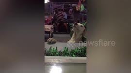 Pet dog tries to buy ice cream and pays in high fives