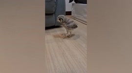 Affectionate owl loves to cuddle with dog friend