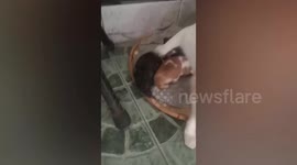 Kind mother cat 'adopts' large rat into her litter