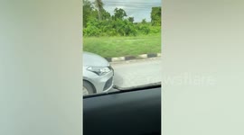 Snake emerges on car window in front of terrified driver