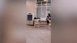 Naughty pet Siberian Husky refuses to be caught inside cafe